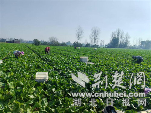 京山市永耀镇：700亩青黄蔬菜盛产