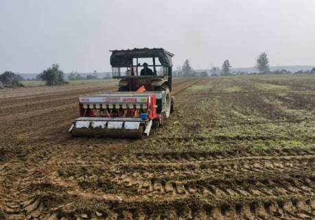 孝昌市白沙镇：数万亩良田种上了冬小麦，科技