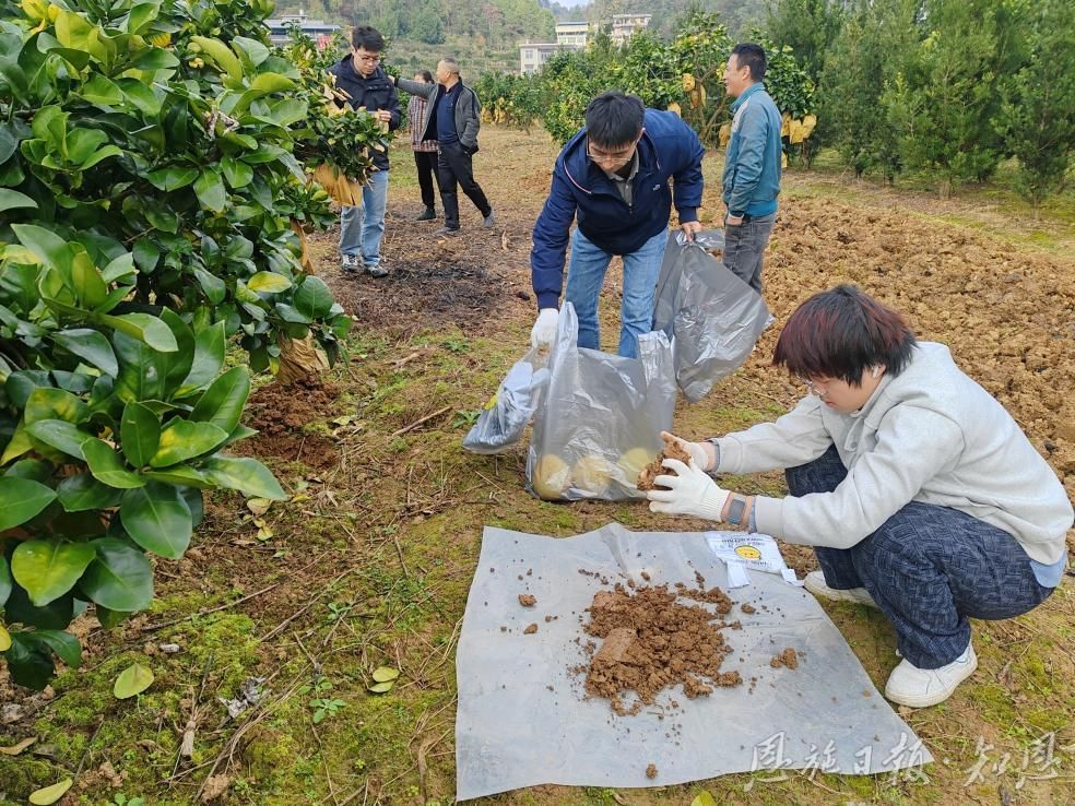 请仔细阅读白柚产业人力资源经验:宣安县李家