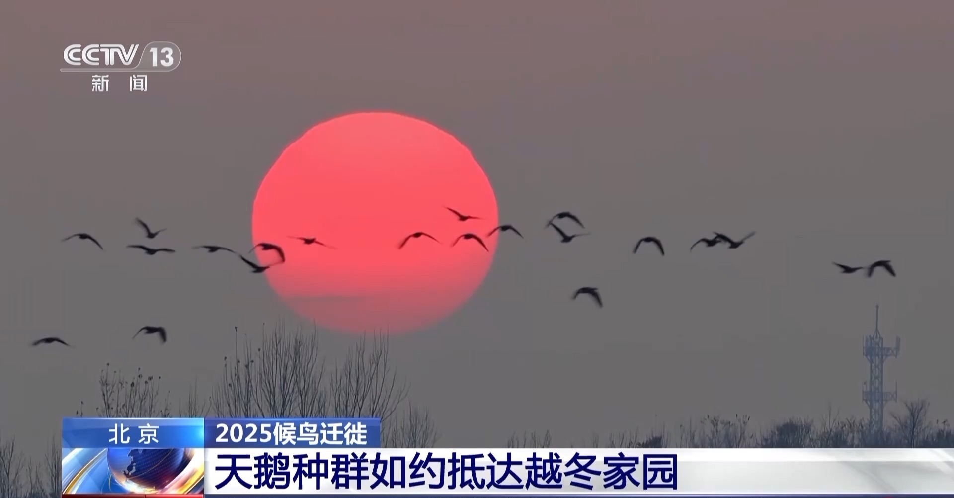 视频丨越冬候鸟准时抵达北京各大湿地，变“稀客”为“常客”