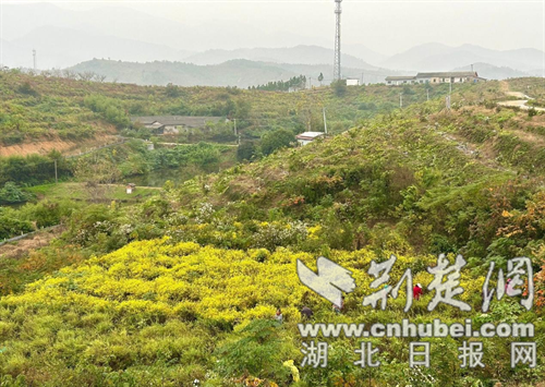 京山市光武岭村：茶花山下金菊绽放