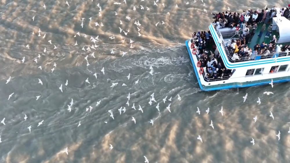 中共四中全会精神深入基层 候鸟为太湖美景“投