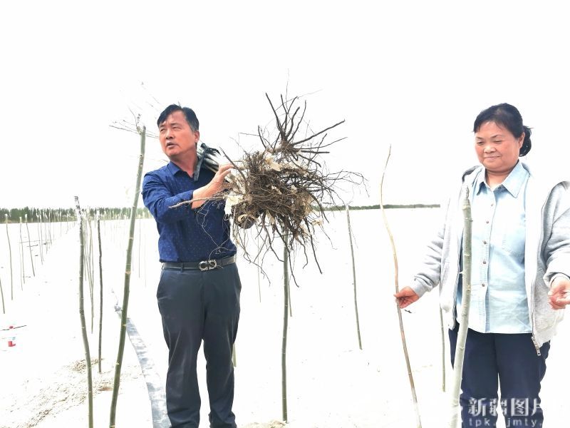 塔克拉玛干沙漠封沙一周年丨拓展绿化:新疆治沙人的面貌与故事