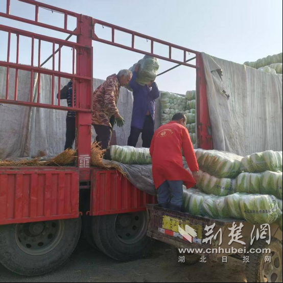 京山市永耀镇:白菜采收忙,“菜”成群众增收途径