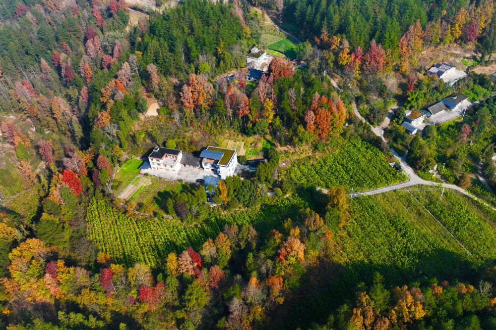 冬天的森林并不沉默，色彩也不沉睡