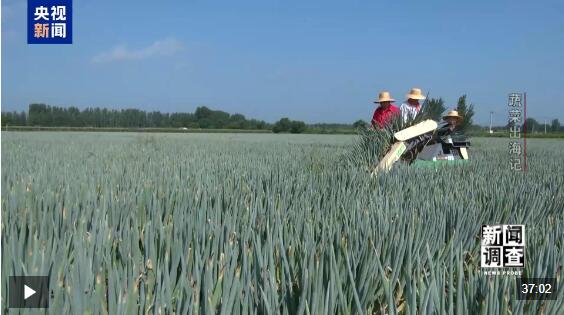 新闻调查丨从追标准到制定标准，“蔬菜出口第一县”做了什么？