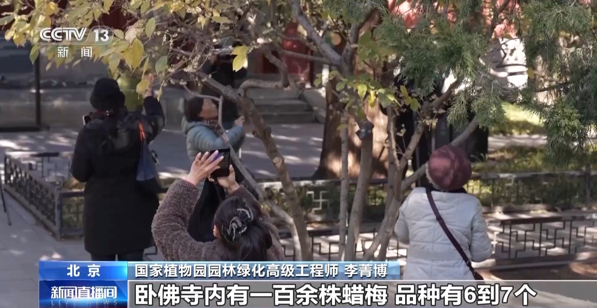 视频丨北京多处花卉提前绽放 带来冬日赏花奇妙体验