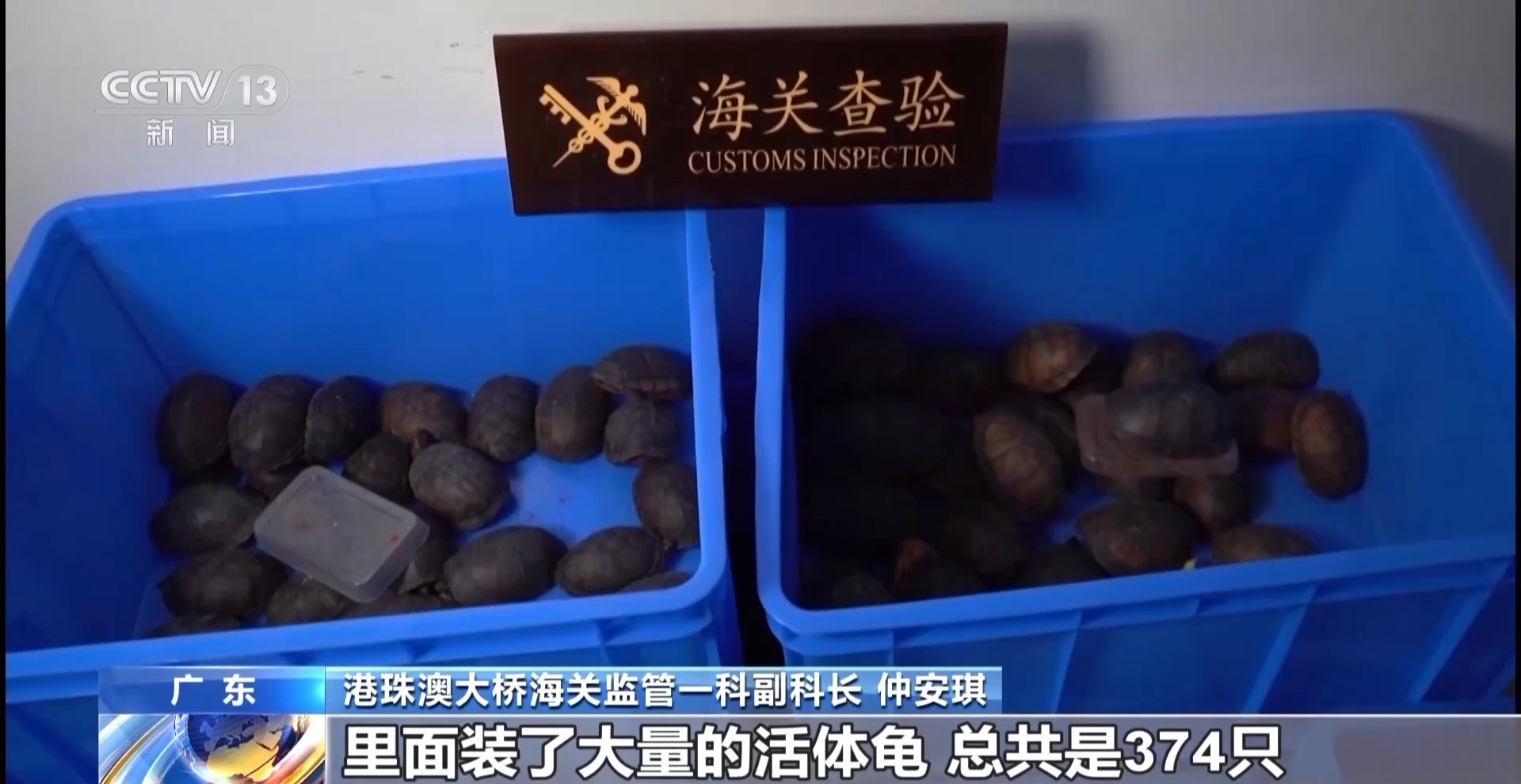 视频丨腰间万千虫子、备胎里藏乌龟……入境“