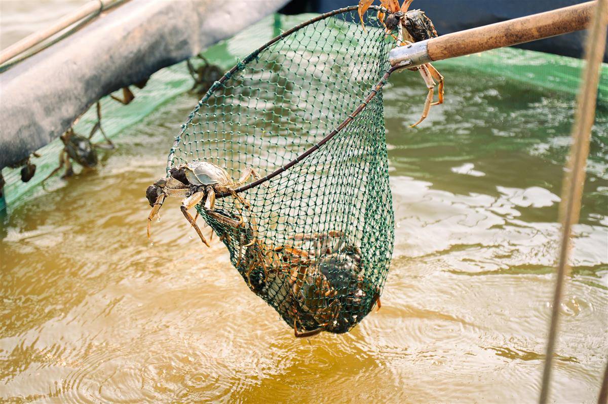 下了高速就是蟹田，武汉“西南门”有颜值更有产值