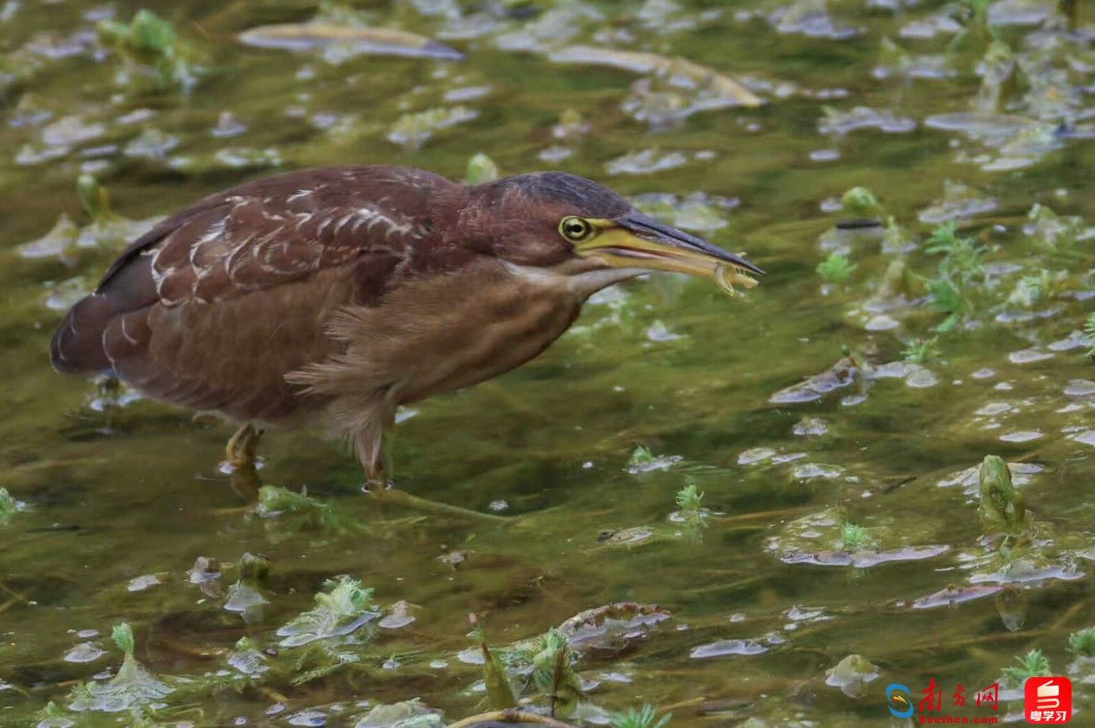 深E度｜观鸟，看大湾区生态脉搏