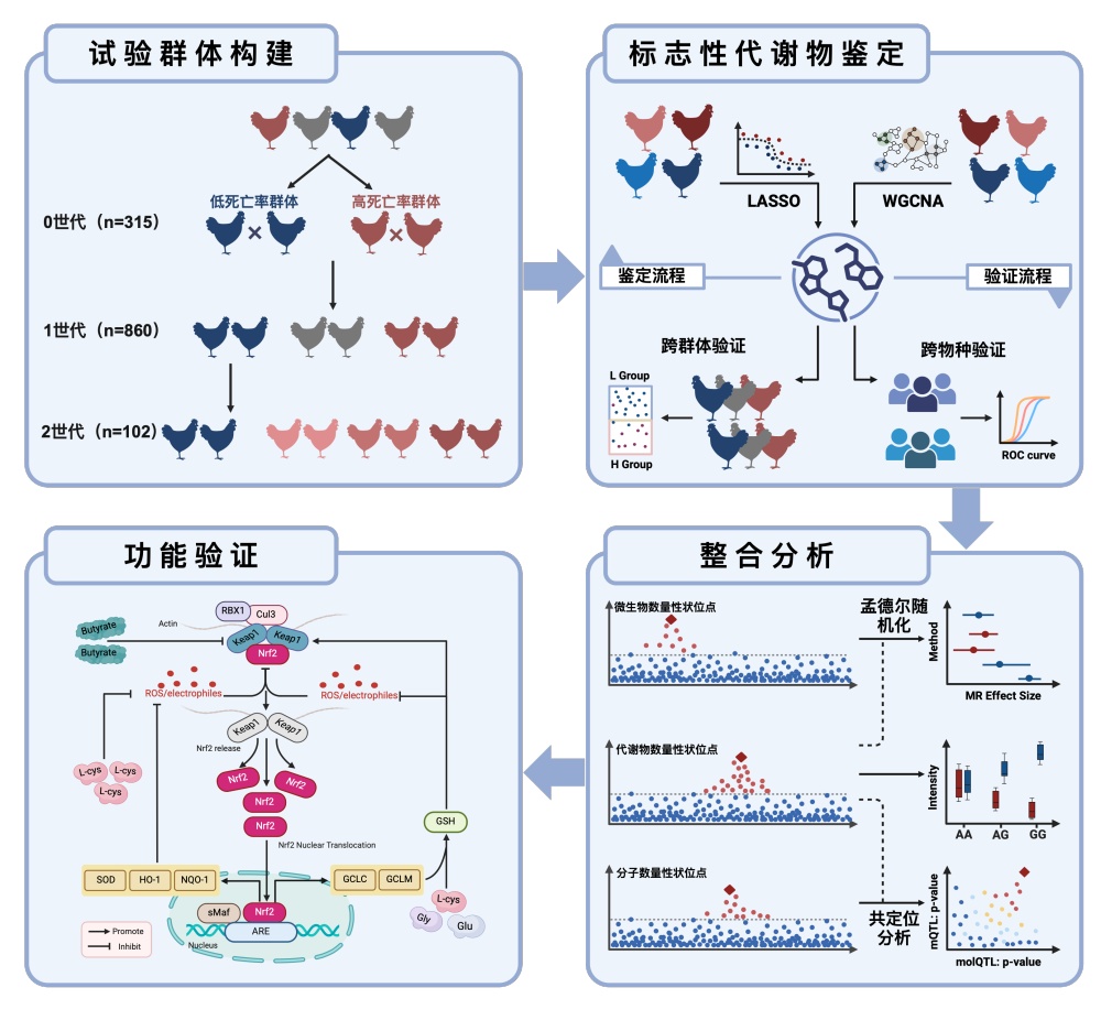 我国科学家揭示白羽肉鸡“抗病密码”