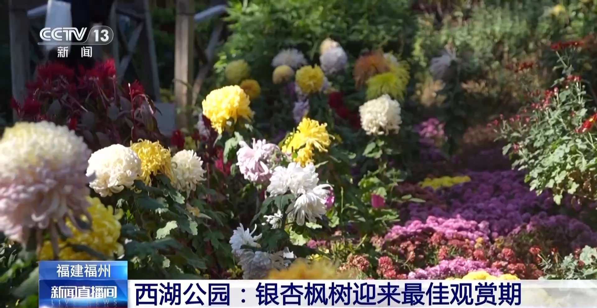 视频丨定时“体检” 福州人的城市会客厅藏着“科技密码”