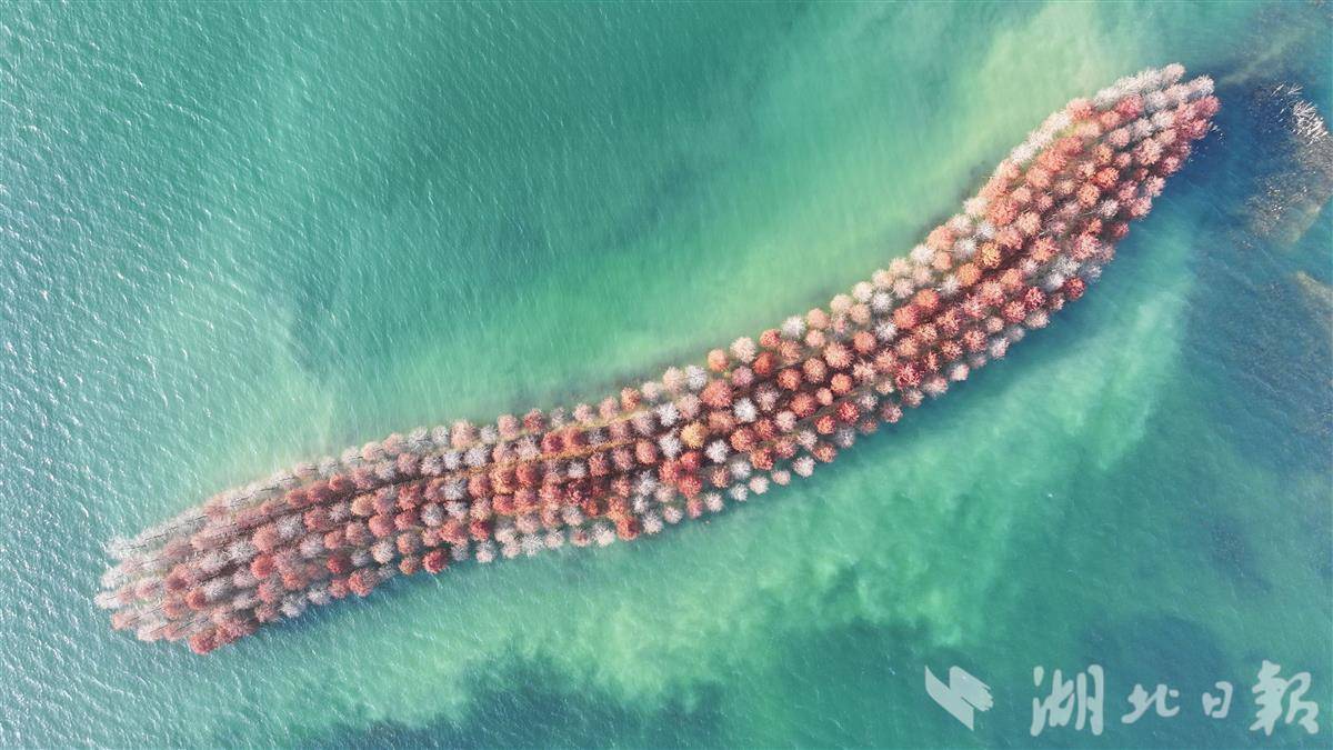 荆门漳河红杉林冬日盛景美如画