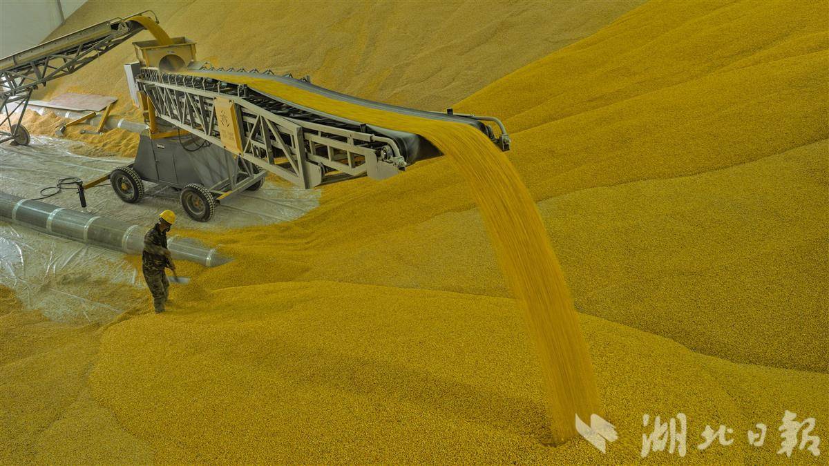 宜昌最大粮食综合产业园开仓纳新粮