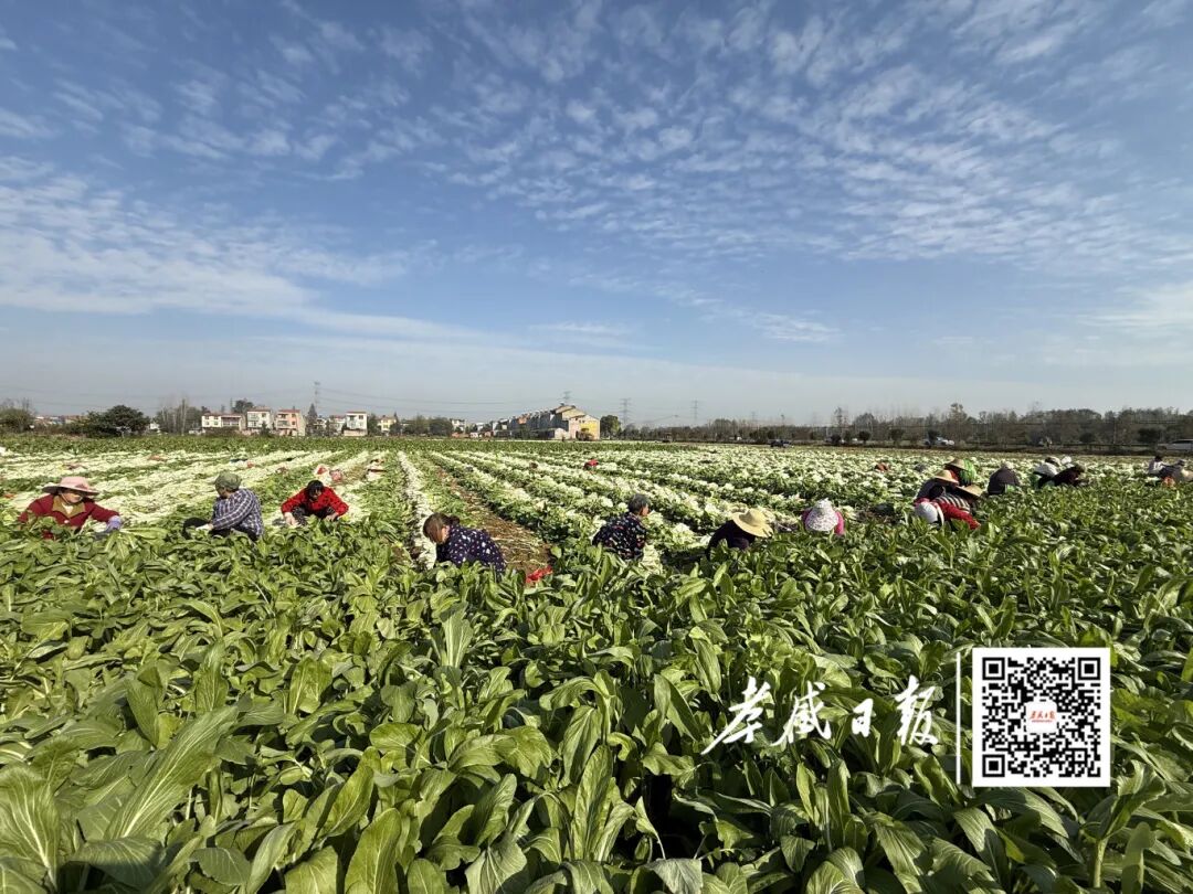 云梦这片菜园子，让村民家门口把钱挣~