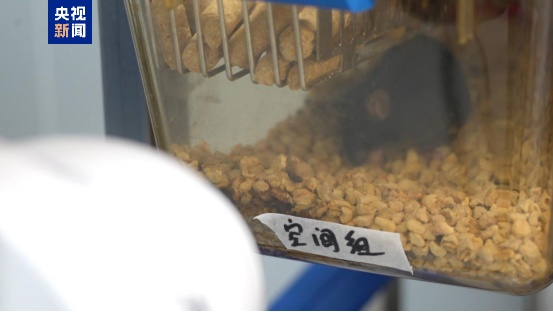 “太空鼠”当妈妈了！