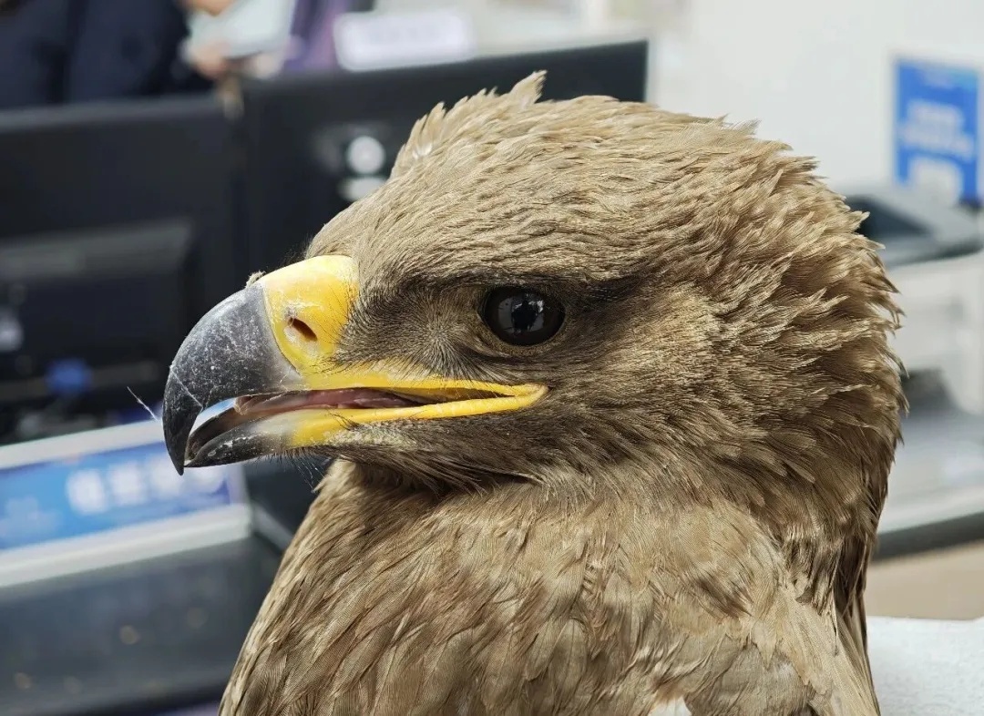 这只受伤“搁浅”的草原猛禽为何会出现在山里