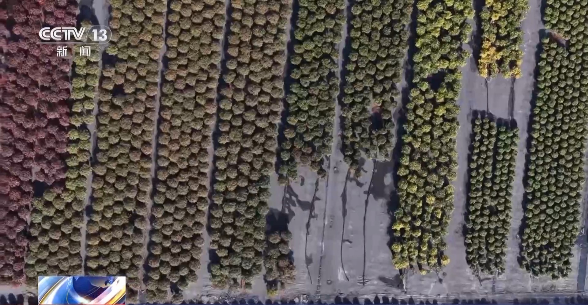 视频丨新除夕特别花。各地的畅销品种有所不同