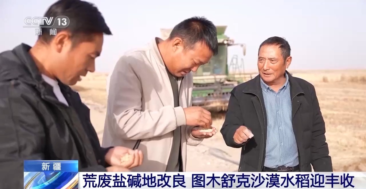 视频丨科技改良盐碱地，新疆图木克沙漠水稻丰