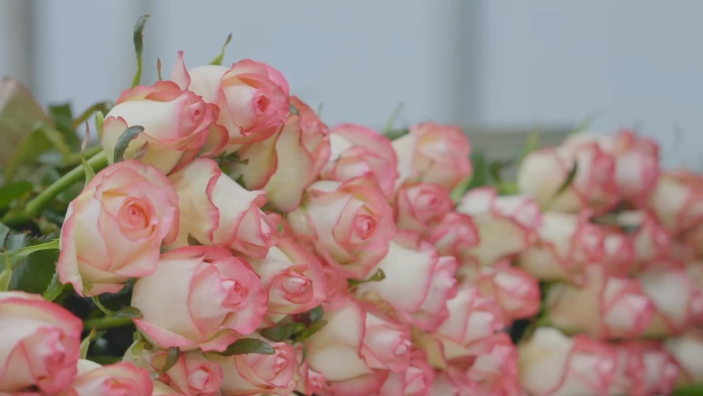 盘点云南省晋宁市冬切花“护花”技术