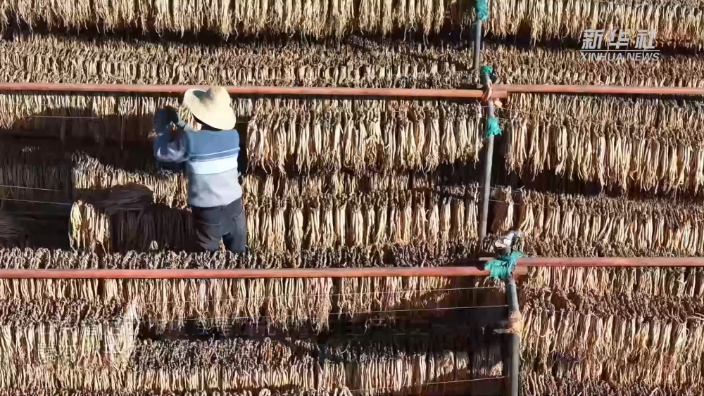 西北“千年药乡”晒“丰”景