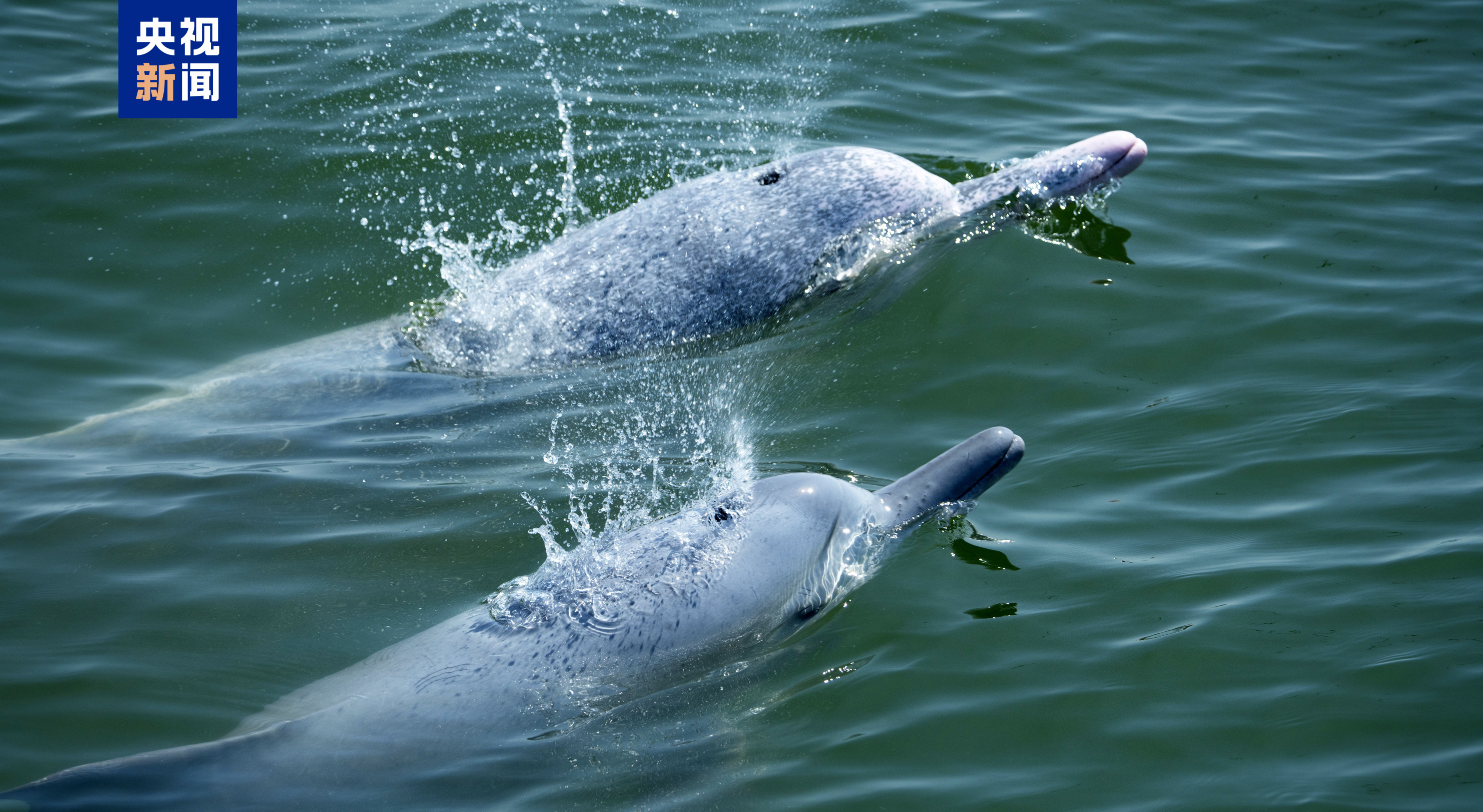 《中华白海豚》明日上映 一起见证浪漫的生命史诗