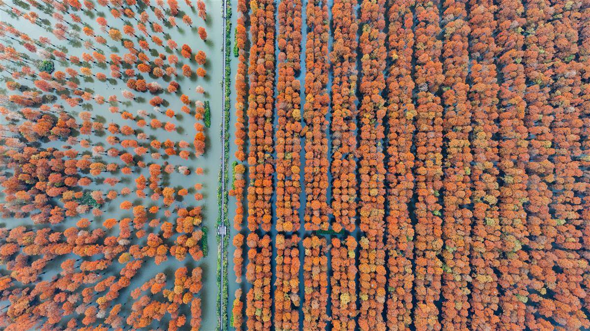 武汉涨渡湖湿地池杉红遍宛如童话世界