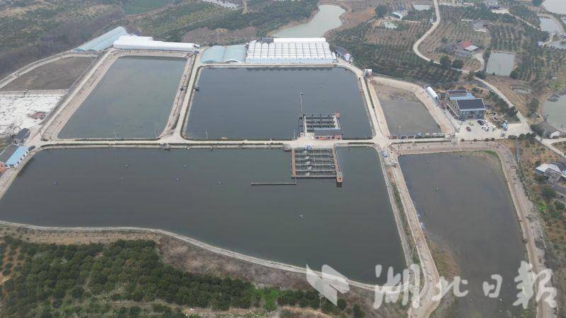 首支枝江海水鱼价指数保险赔付：鱼价下跌，养