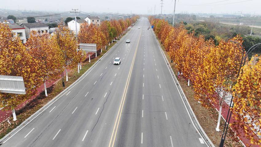 枝江东干渠大道：冬染梧桐 路畅景美