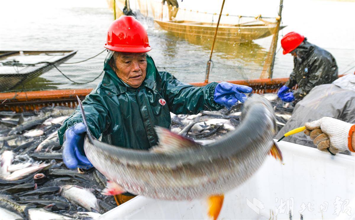 25万公斤生态鲜鱼抢占冬日市场