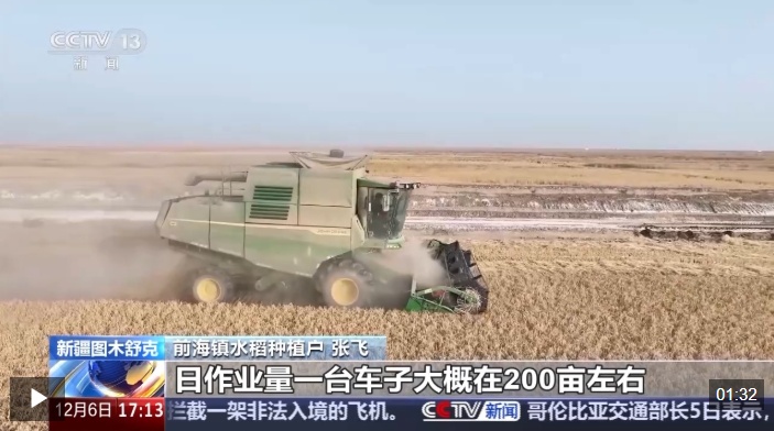 视频丨技术改良盐碱地 新疆图木舒克沙漠水稻迎丰收