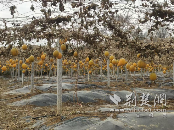 ��ɽ�л�̨ɽ�壺���·���조���ӡ��Ƹ�