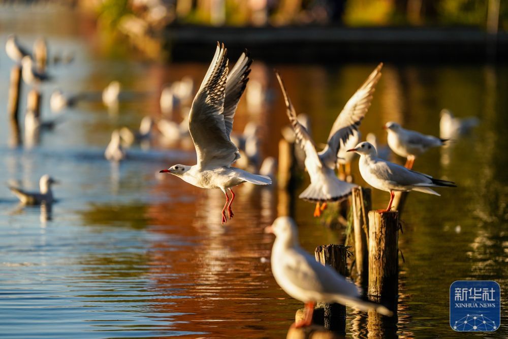 滇池：美景如画引客来