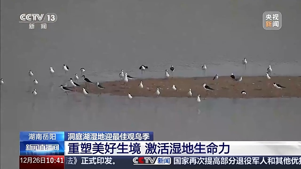 视频 |安装摄像头“自拍”，用大数据解密洞庭湖候鸟的“冬季生活”