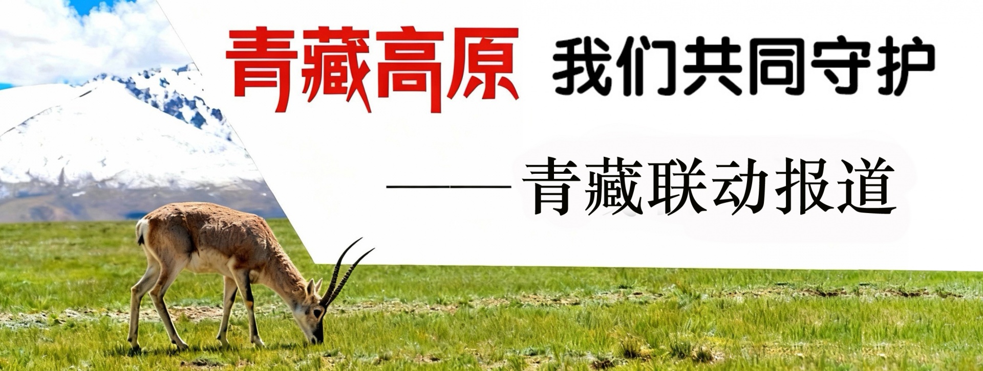 青藏联动报道｜ “绿进沙退”雅江展新颜