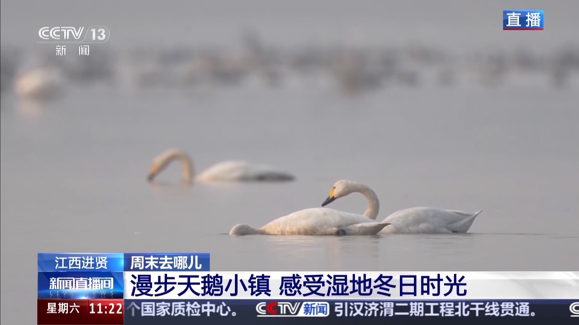 视频丨周末去天鹅小镇，体验湿地冬天