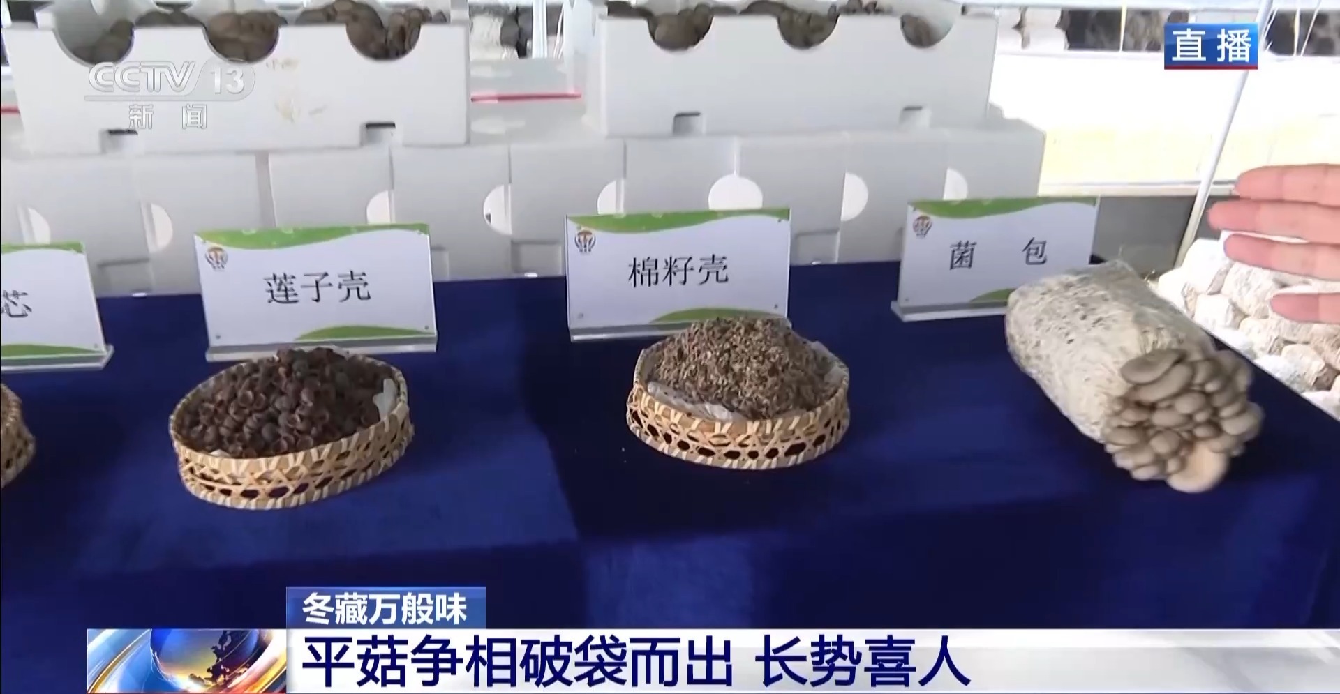 视频丨平菇上市 甘蓝采收 田间“新点子”助力农业新发展