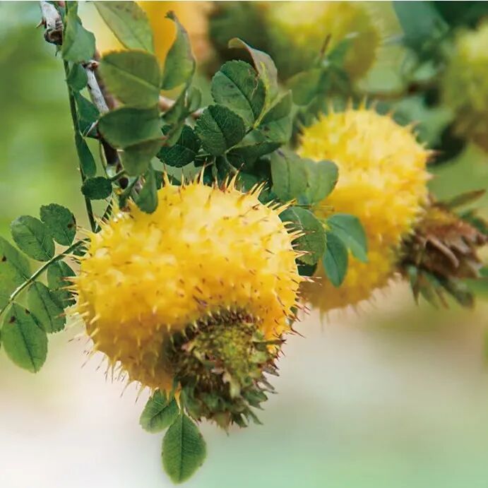 大山里的“刺头”，长成了百亿大产业