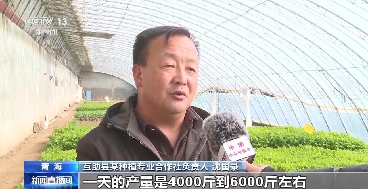 视频丨青海省凉拌蔬菜日产量超千吨，脆甜香“一带一路”