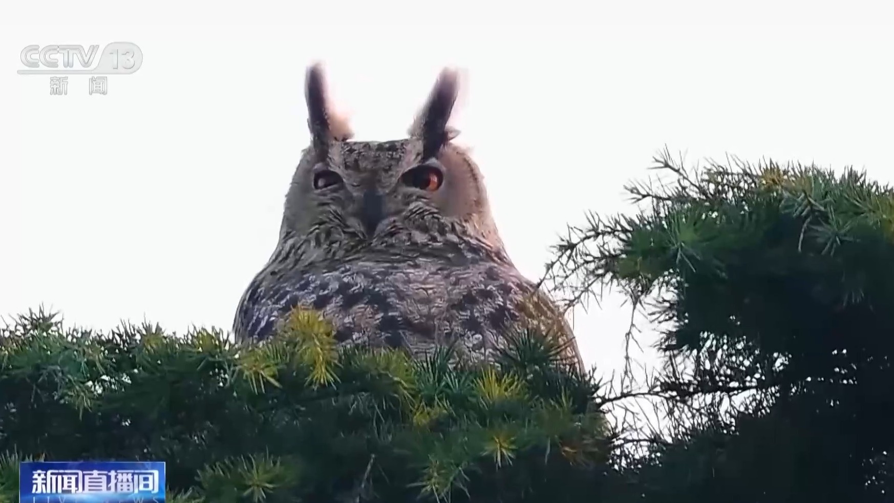 视频丨公园里经常出现珍稀鸟