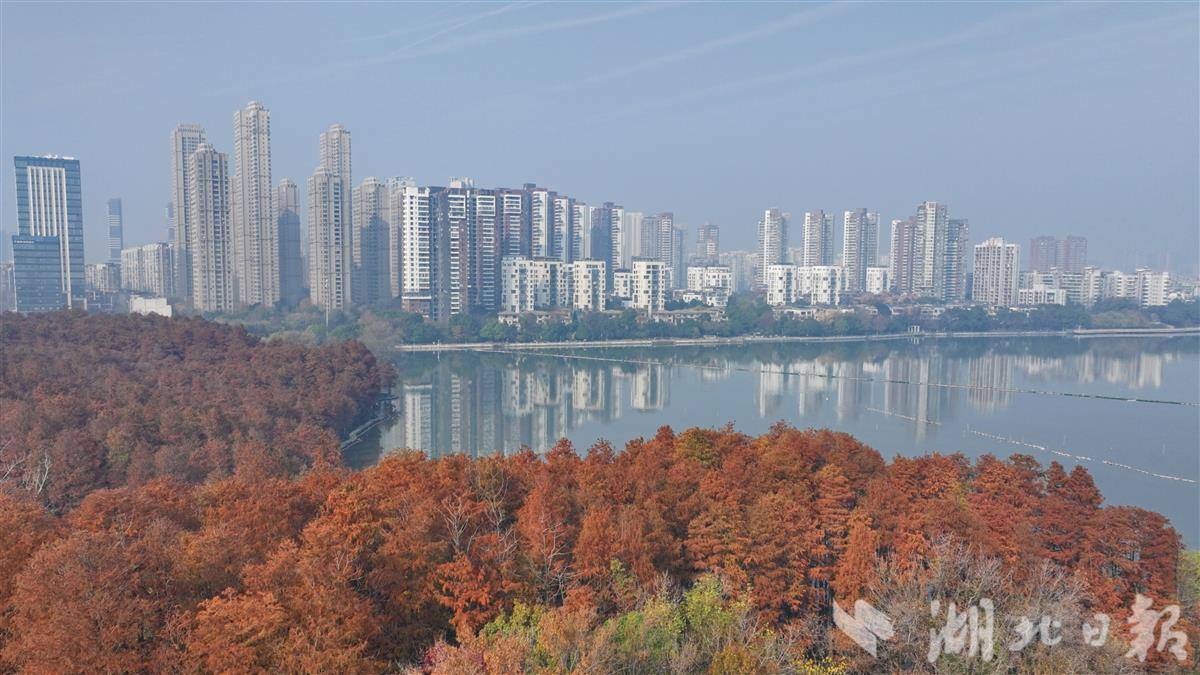 武汉市区内最大“水上森林”迎观赏高峰