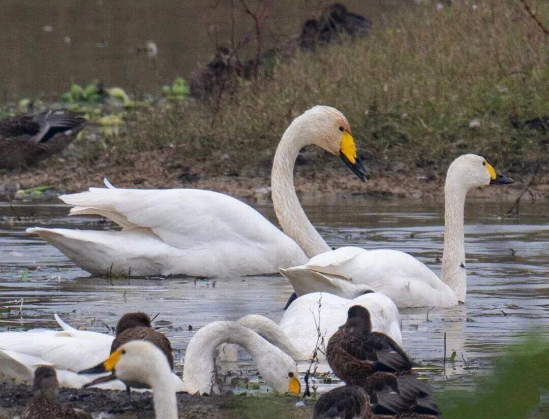 10类国家一级保护野生鸟类来武汉落脚
