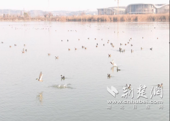 ������Ī�������ʪ�ع�԰ӭ������Ǩ��߷壬��̬�޸����������������Ļ���