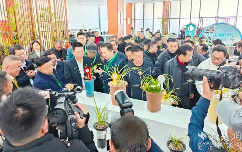 大别山兰花产业园在湖北罗田开业 领先科技培育