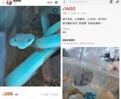 “盖瑞”同款蛇上架网购平台？紧急提醒