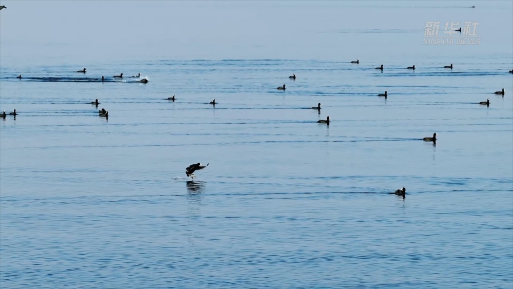 微山湖上迎来冬日精灵