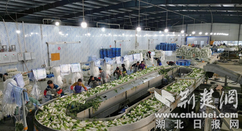 钟祥市旧口镇：做大“菜篮子” 鼓起“钱袋子”