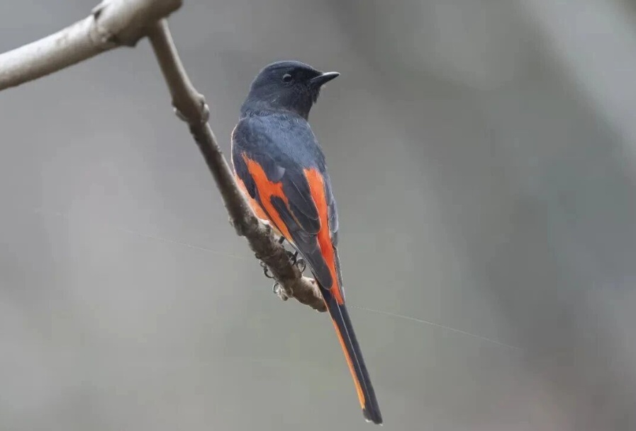 武汉发现长尾胡椒鸟