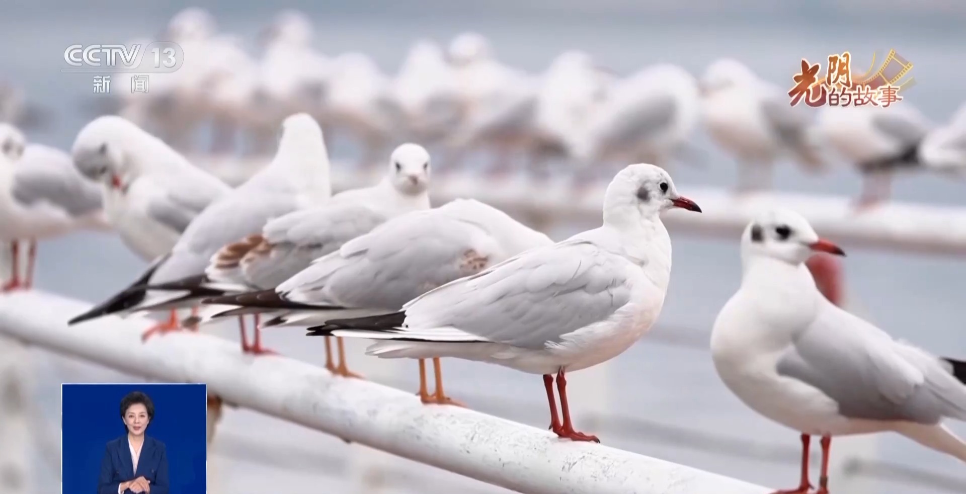 视频丨从陌生来客到城市精灵 “老朋友”红嘴鸥又回家了