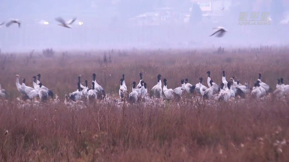 贵州草海迎来黑颈鹤越冬高峰
